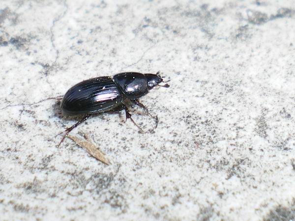 Aphodiidae: Calamosternus granarius e Tenebrionidae: Asida bayardi bayardi